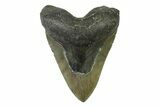 Serrated, Fossil Megalodon Tooth - North Carolina #338593-1